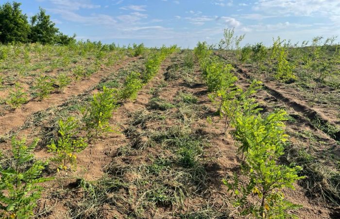 Desertificare in Dolj - reabilitare Celaru