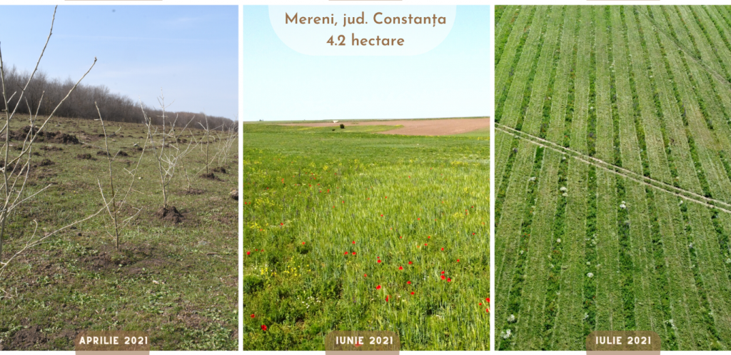 Activități de îngrijire puieți plantați in comuna Mereni, jud. Constanta