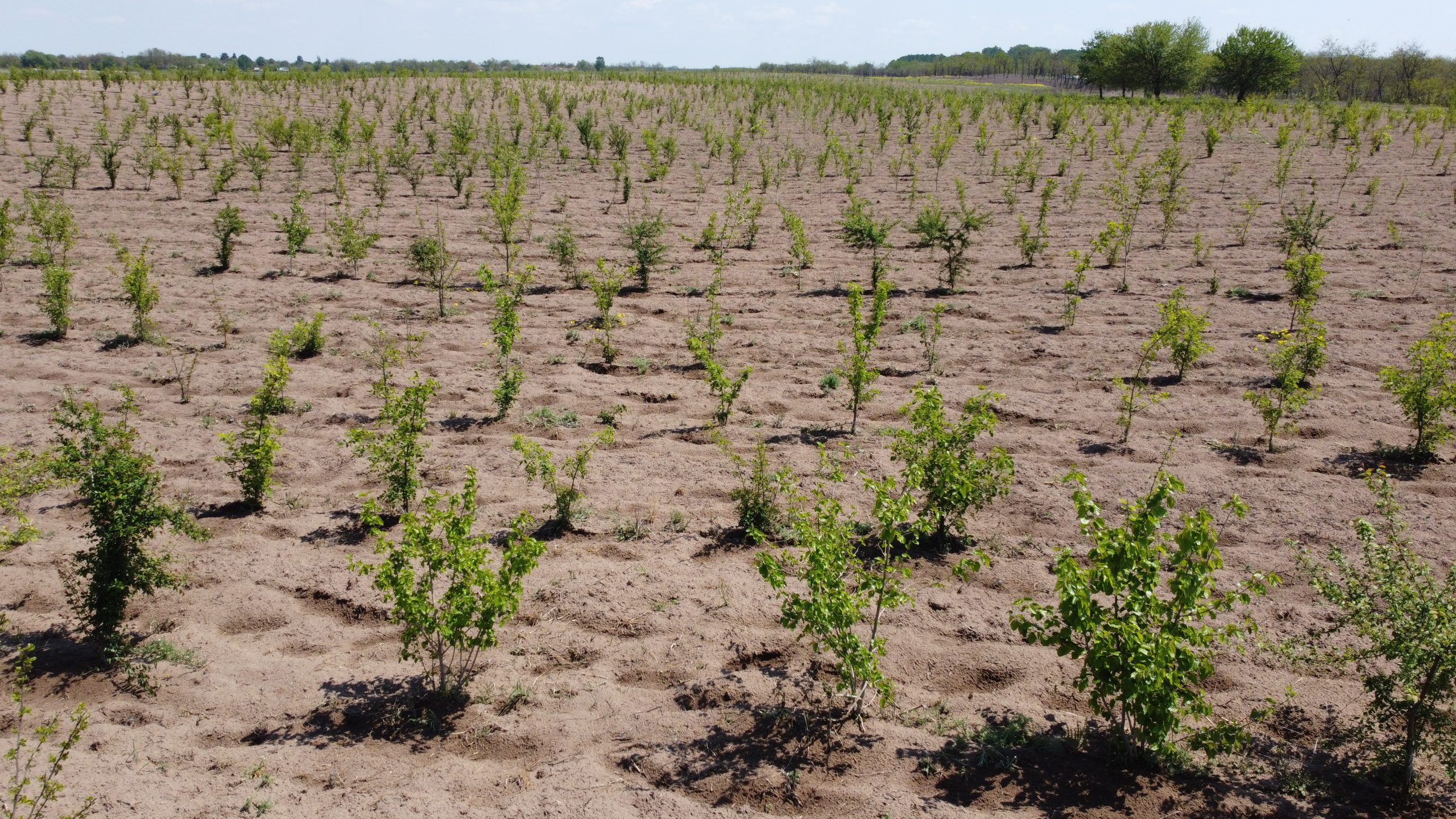 Planting trees for climate change and desertification
