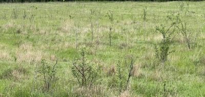 image00079
